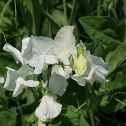Picture of Sweet Pea - White Ensign
